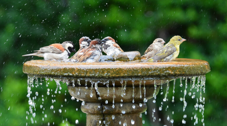 El estrés térmico: un problema emergente para las aves