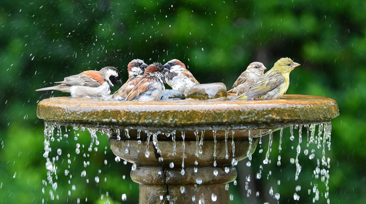 Des oiseaux qui se baignent dans une fontaine.