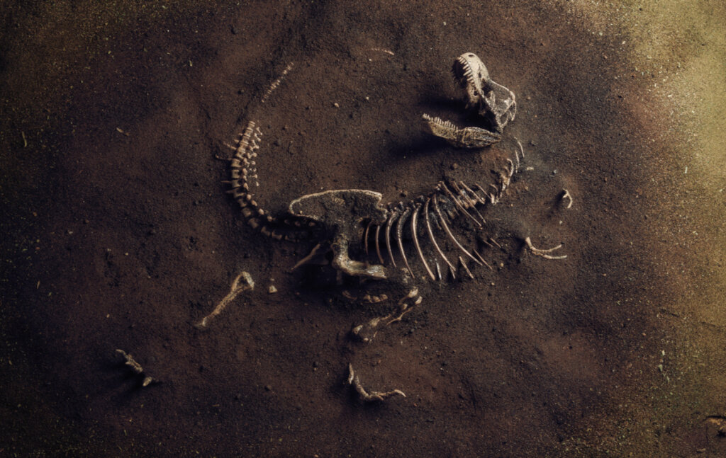 ¿Qué es la paleoecología?