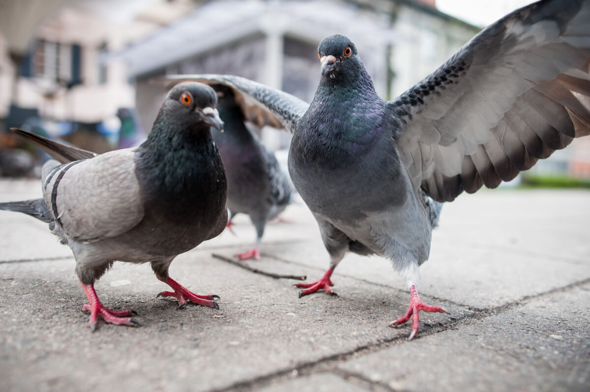Unas palomas domésticas en la ciudad. Son especies sinantrópicas.