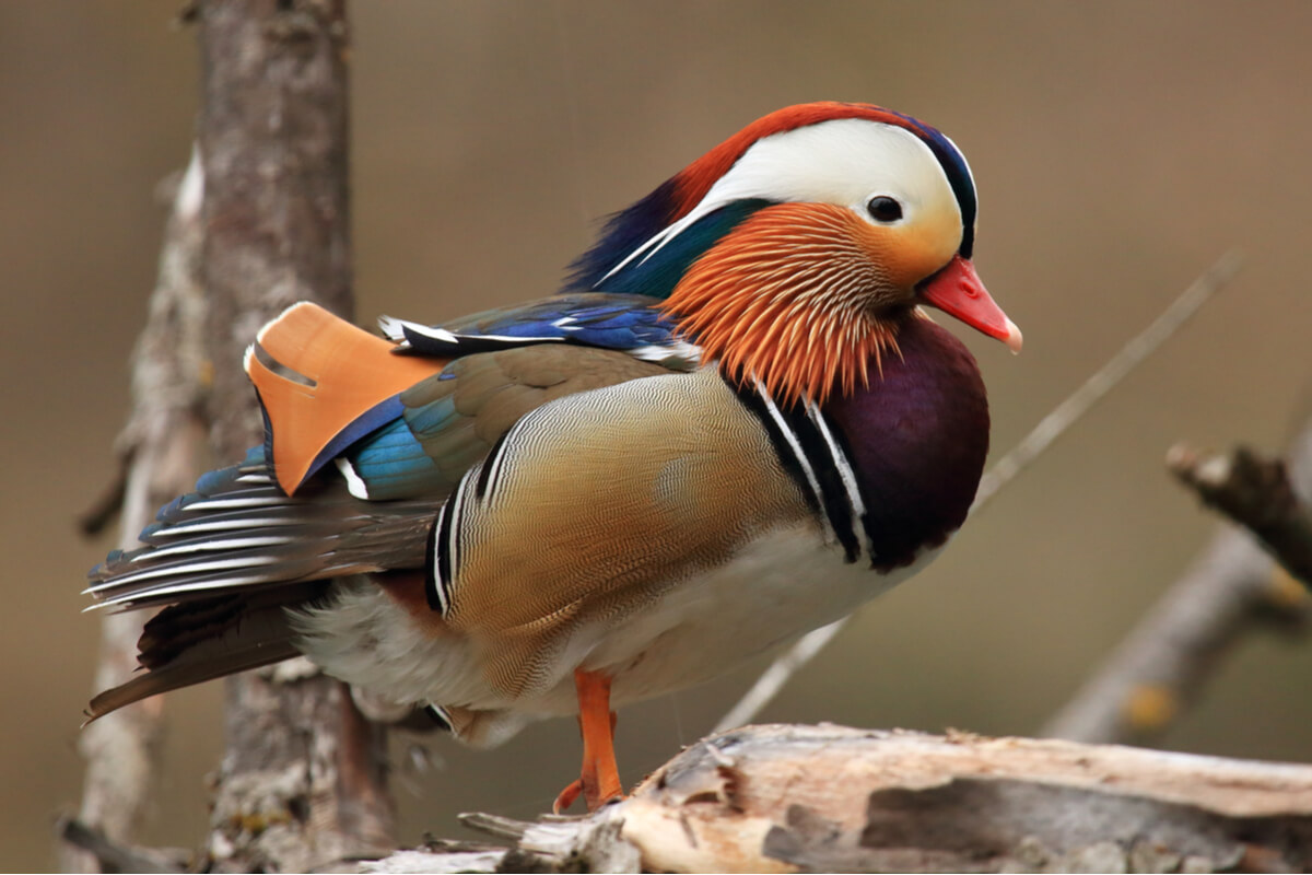 A colorful duck.