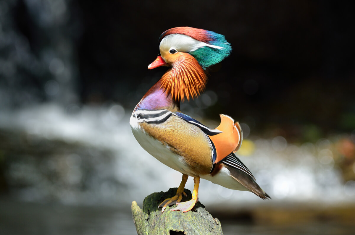 Un pato mandarín macho.