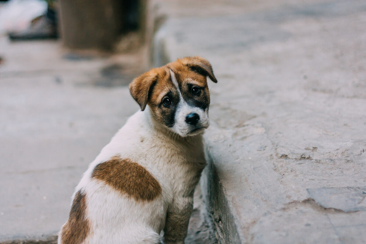 verlassene Hunde - ein Hund auf der Straße