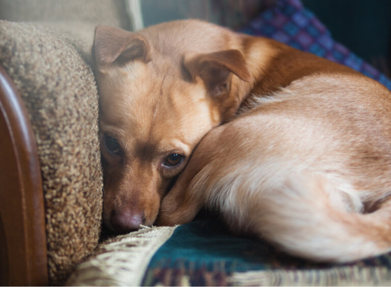 Este estudio revela que más del 72 % de los perros tienen ansiedad