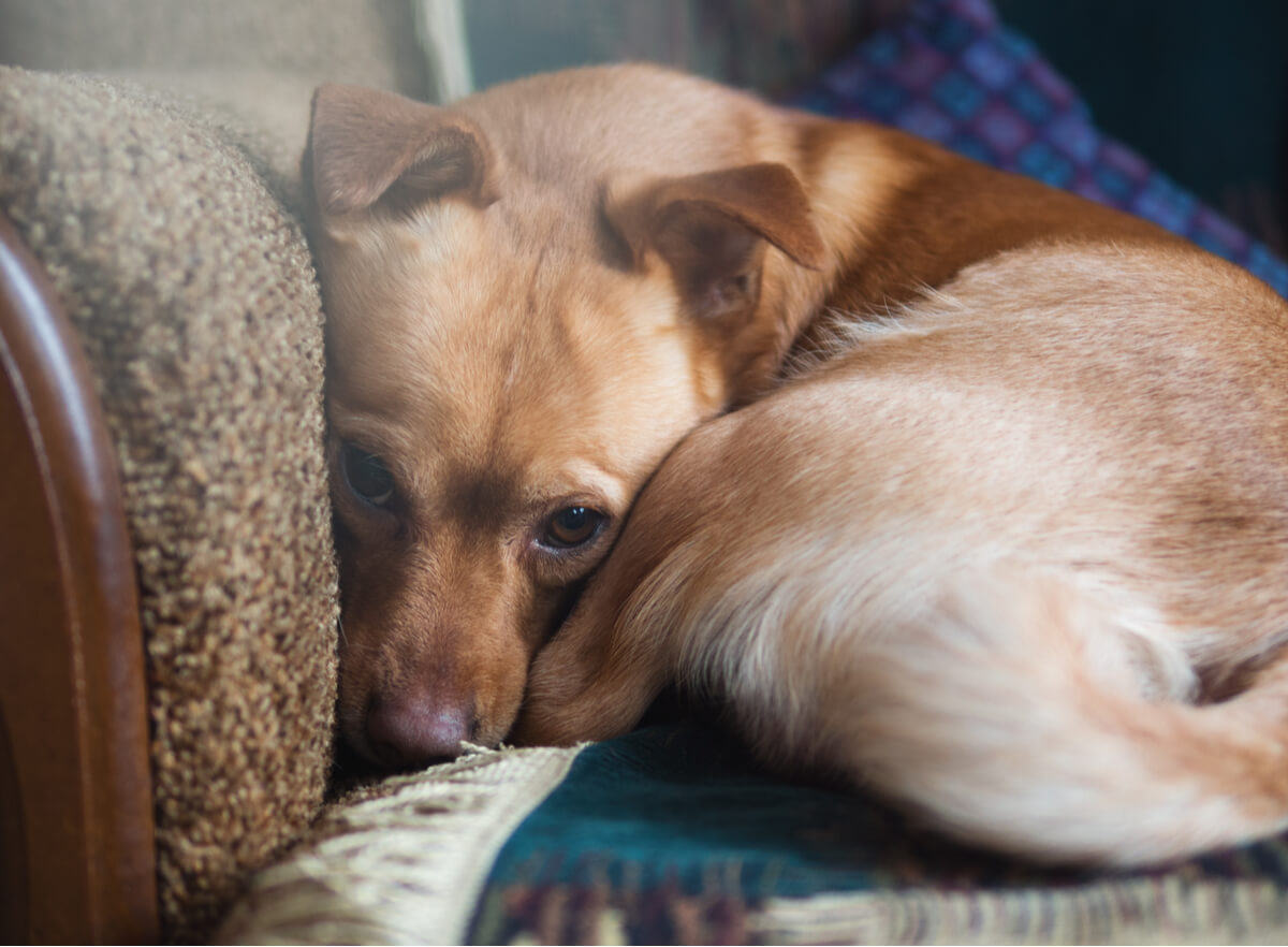 Cães com ansiedade apresentam problemas de comportamento.