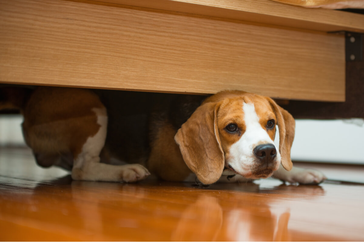 A dog hides under the bed.