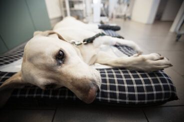 Hernia perineal en perros: síntomas, tratamientos y cuidados