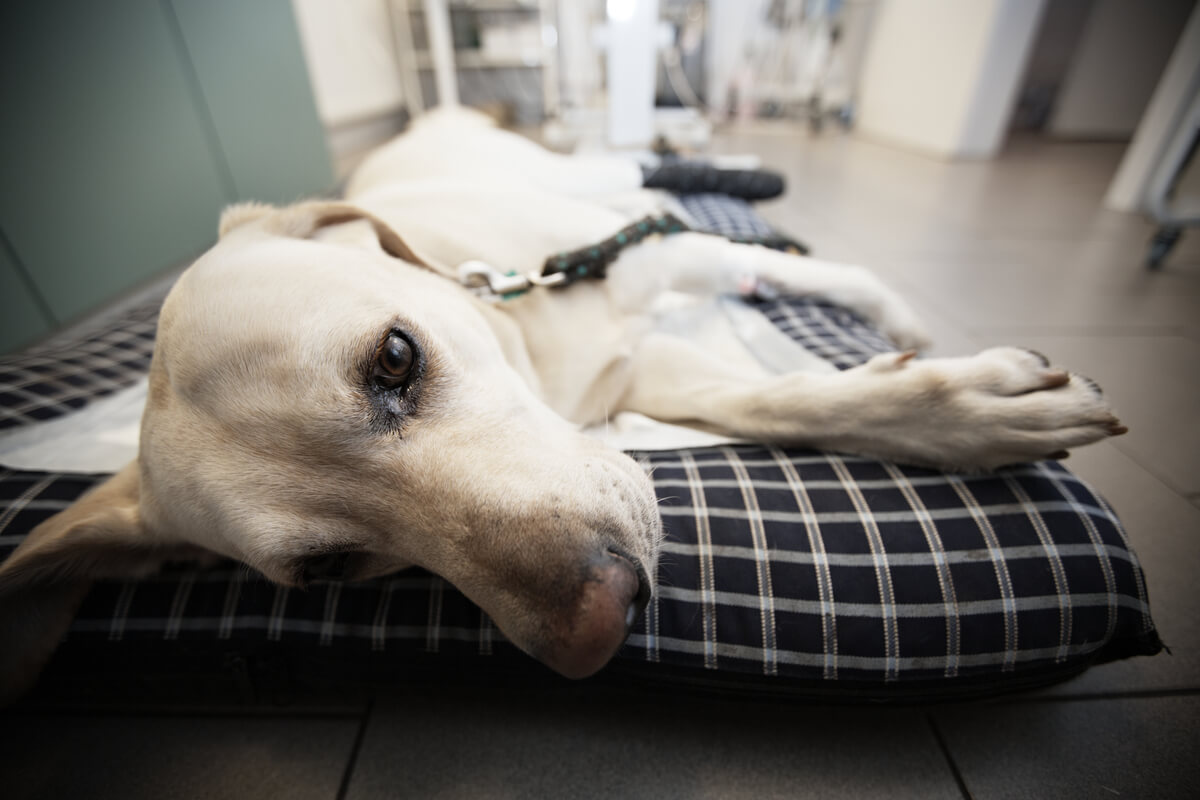 Un chien blanc malade chez le vétérinaire, un exemple de néosporose canine.