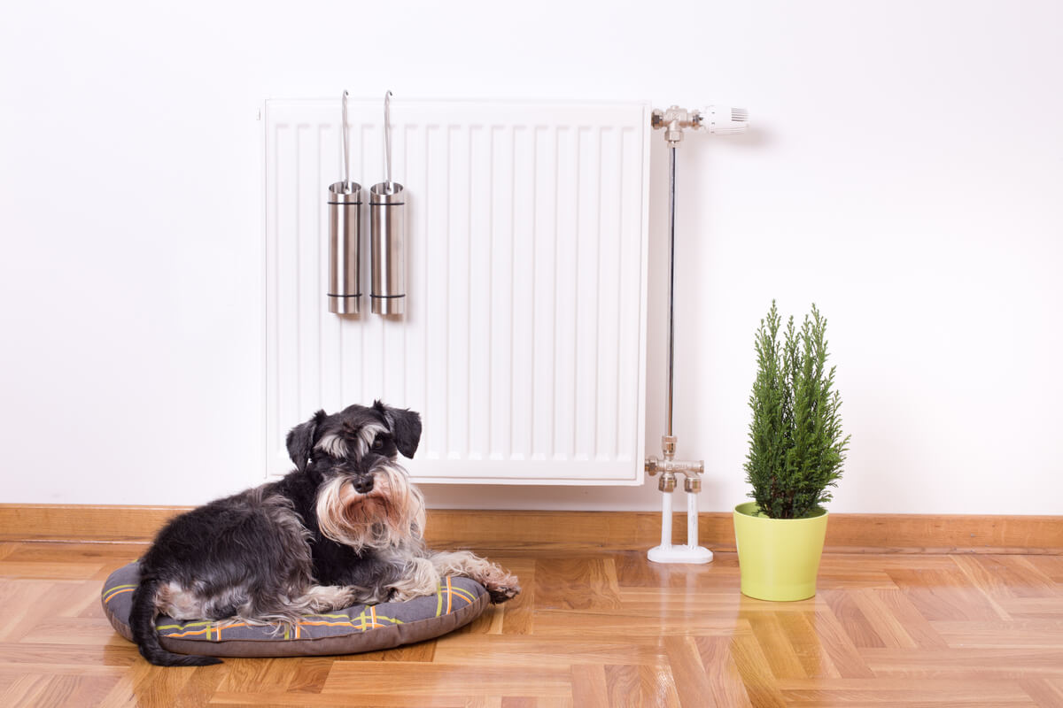 Un perro en una casa.