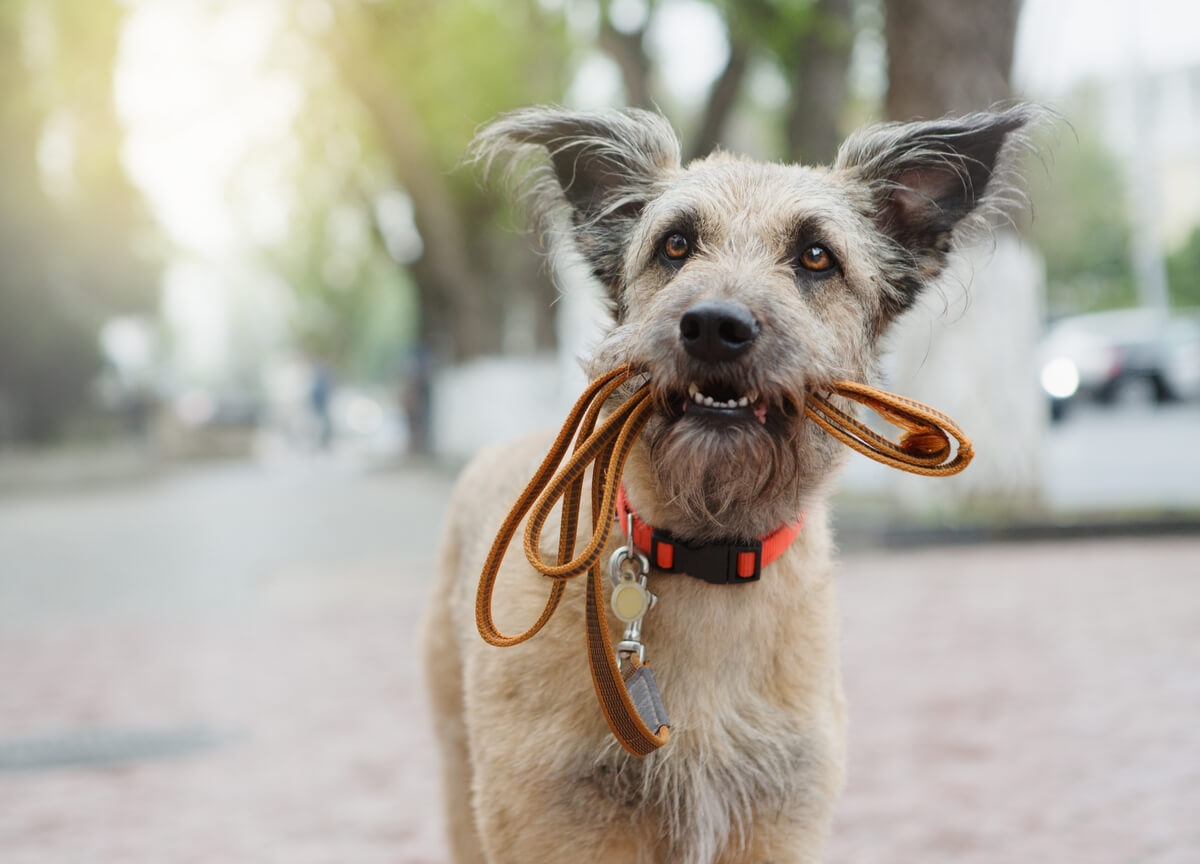 Un chien avec la laisse dans sa gueule.