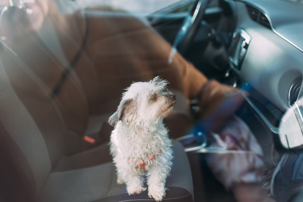 Un perro dentro de un coche.