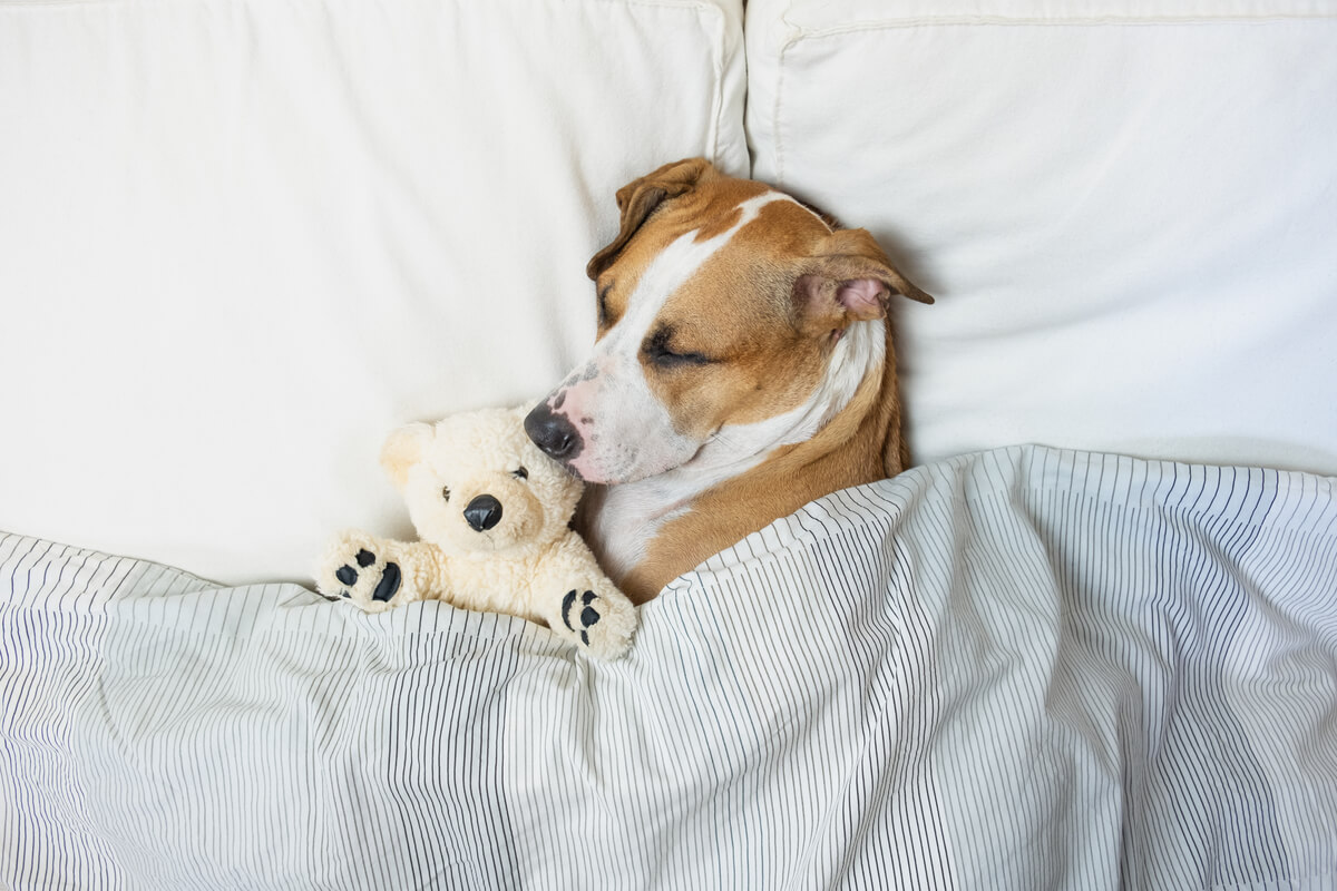 Un perro dormido en una cama.