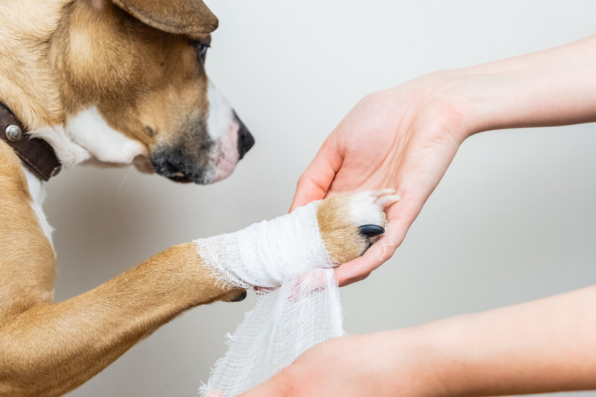 ¿Cómo desinfectar heridas en perros desde casa?