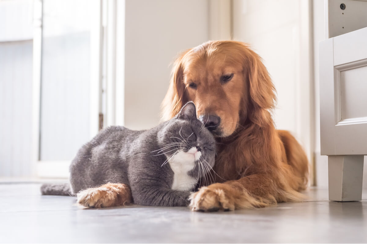 La convivencia entre el perro y el gato es posible.