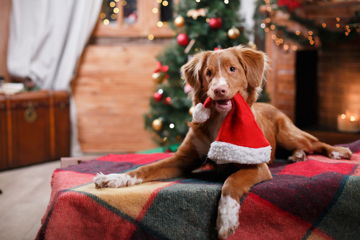 ¿Cómo puede relajar la música a los perros en las festividades?