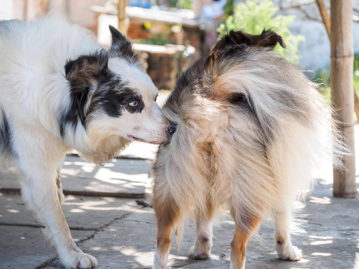 Un perro huele el trasero de otro perro.