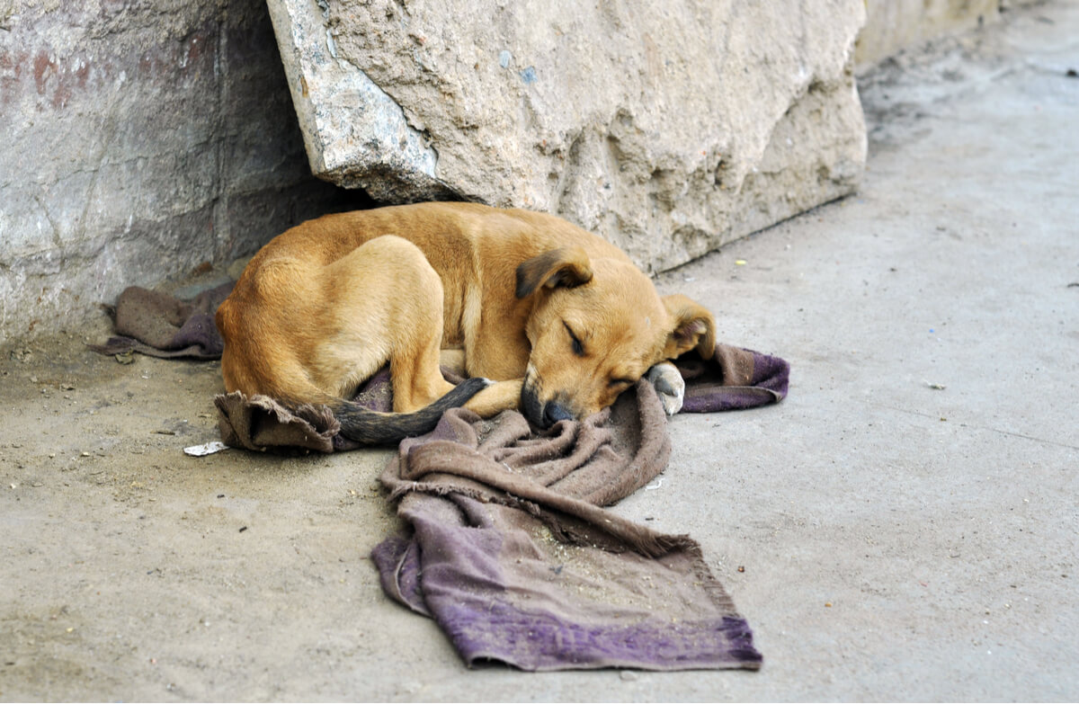 Un cane con una coperta per strada.