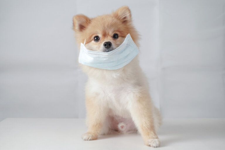 Herpesvirus canino: todo lo que debes saber