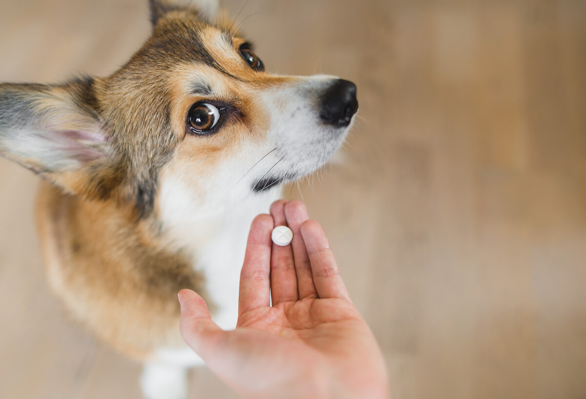 Hond kijkt achterdochtig naar het baasje met pil in de hand