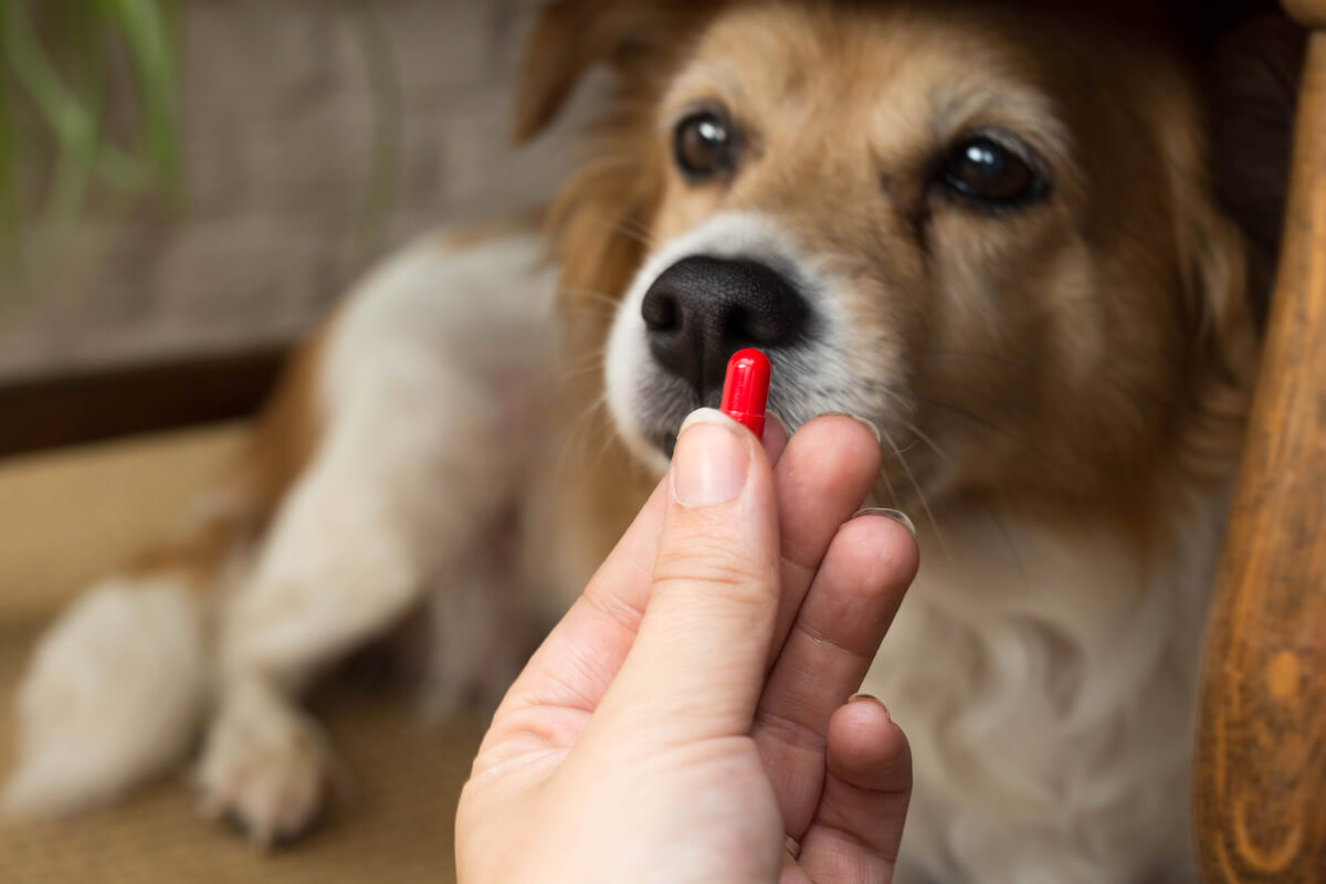A dog looks at a pill.