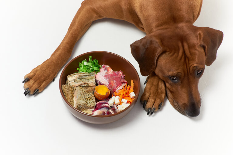 Mi perro no quiere comer: 10 causas y cómo actuar