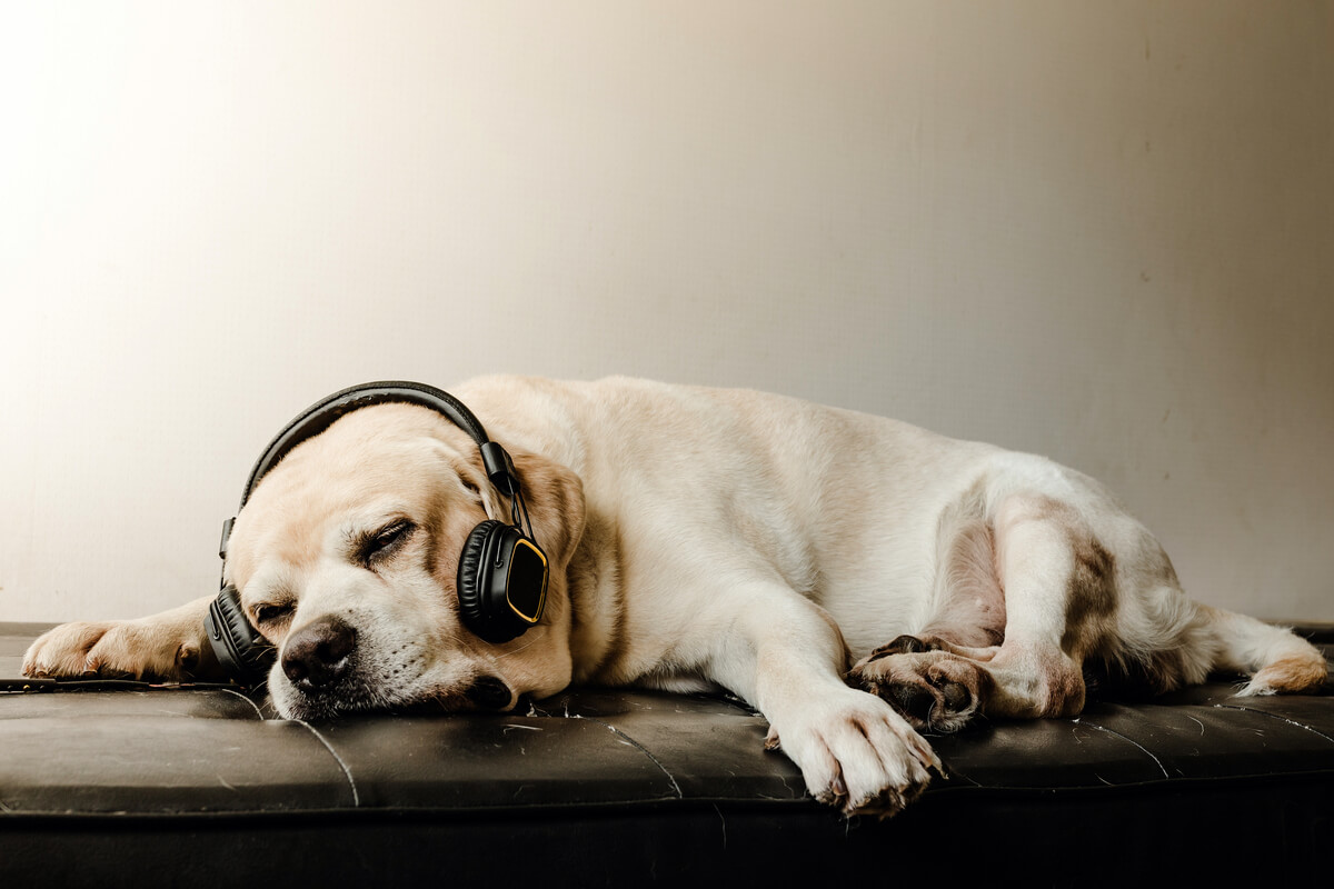 A dog listening to music.