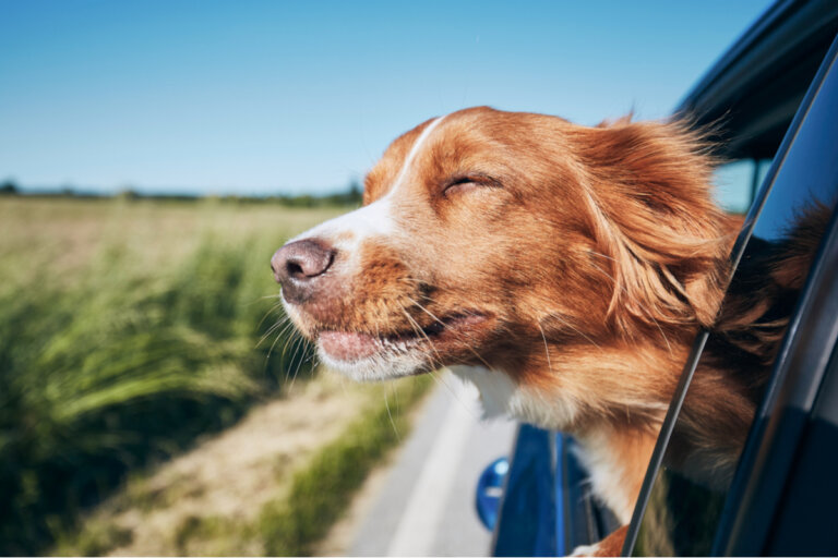 4 consejos para cuidar un perro en vacaciones