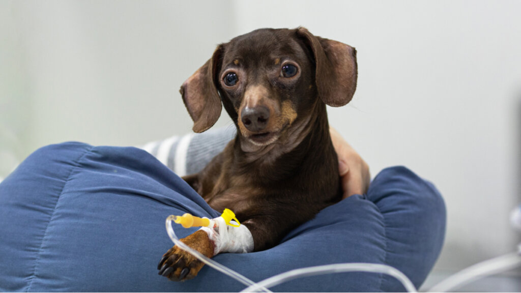 La terapia intravenosa en mascotas y sus posibles complicaciones
