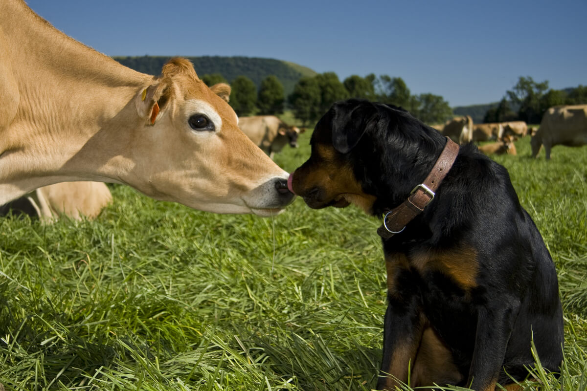 Un perro y una vaca son cariñosos.