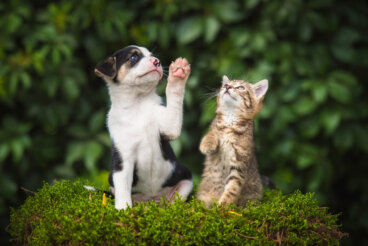 Tumores de glándulas sebáceas en mascotas: síntomas y tratamiento