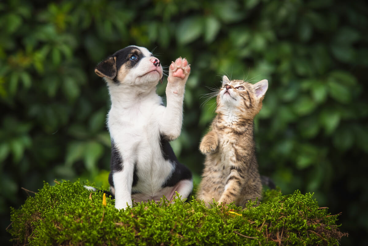 I tumori delle ghiandole sebacee nei cani e nei gatti possono essere gravi.