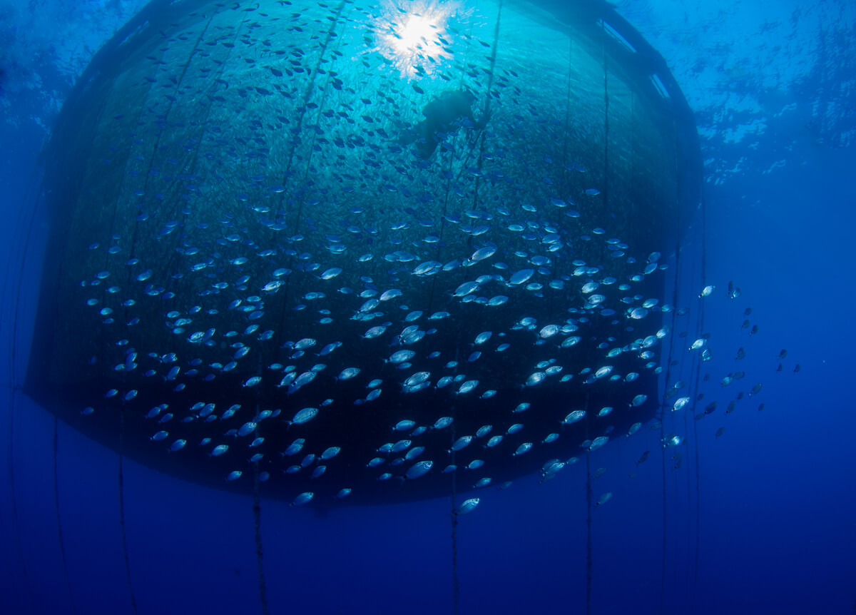 Concepto de pesca de arrastre.