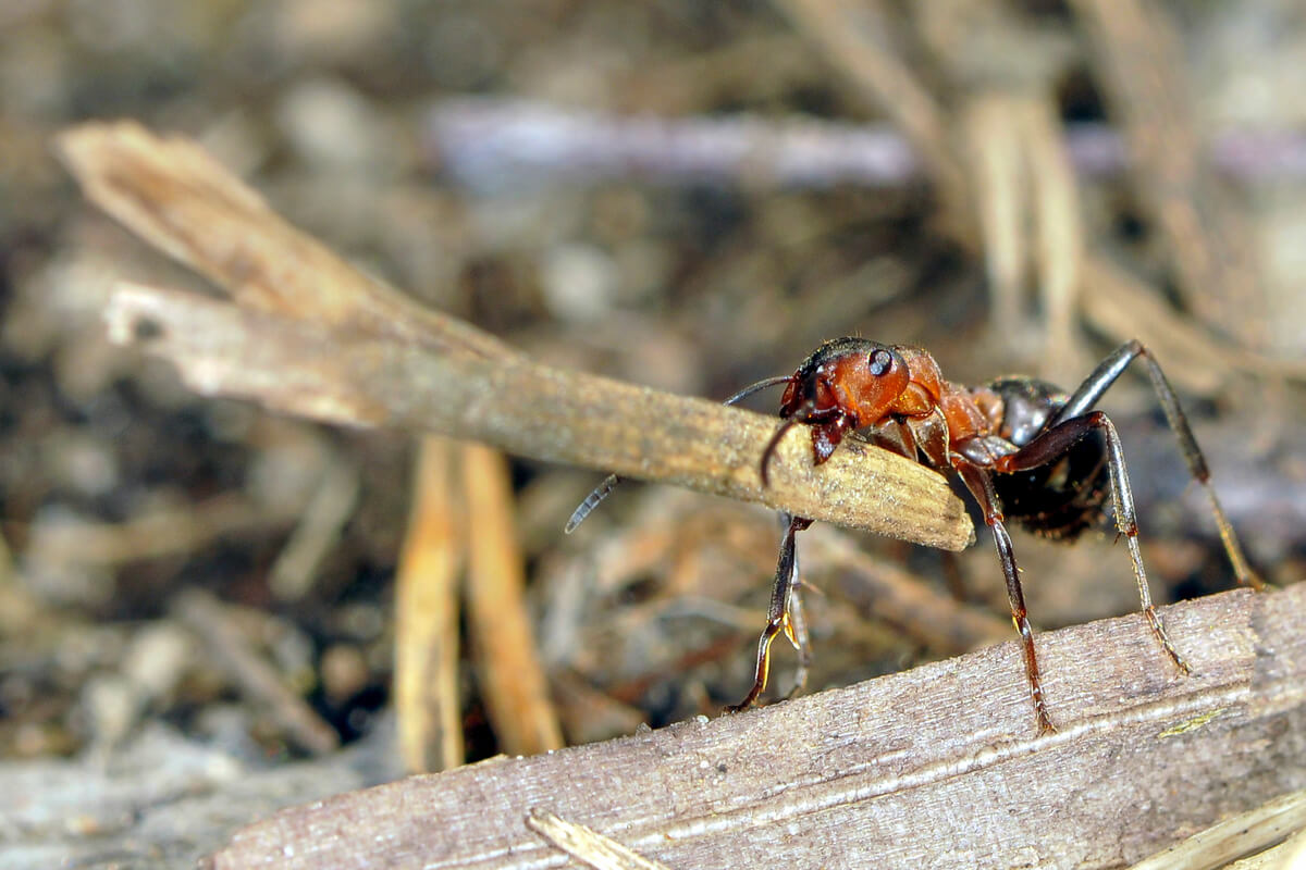 Una hormiga.