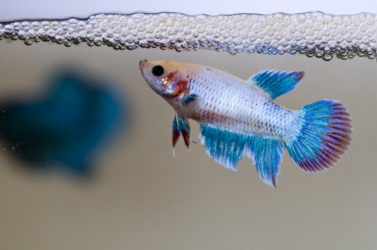 Un pez betta construye un nido.