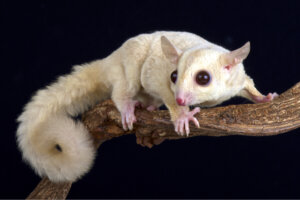 5 tipos de animales albinos: una maravilla de la naturaleza