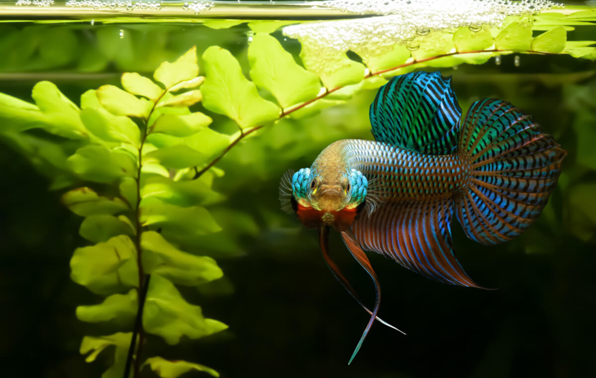 ¿Por qué son agresivos los peces betta?