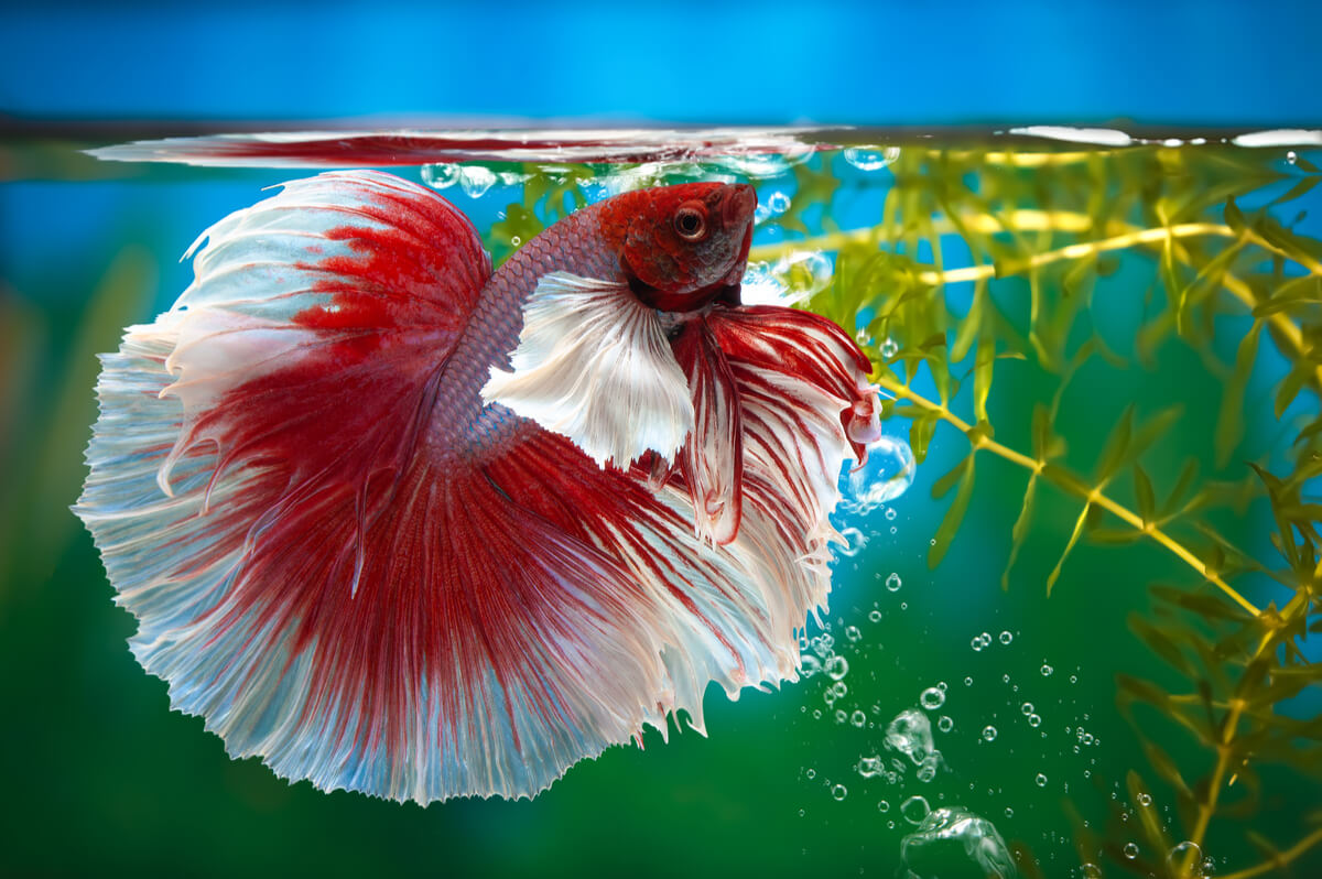 En betta fisk i en akvarium.