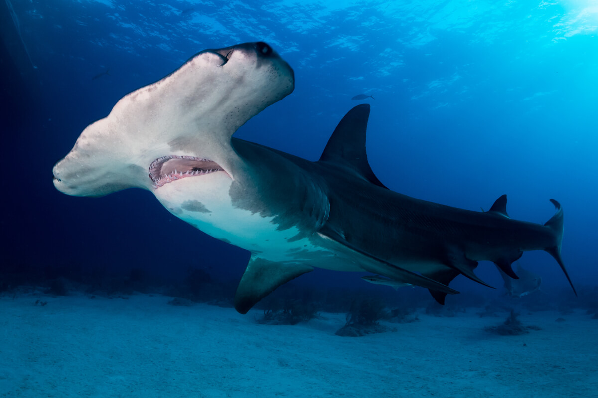 The hammerhead shark is one of the endangered species.
