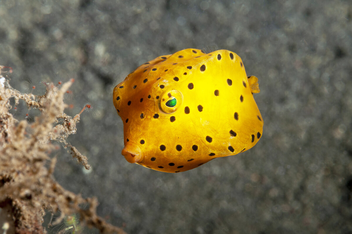 Um peixe-caixa amarelo.