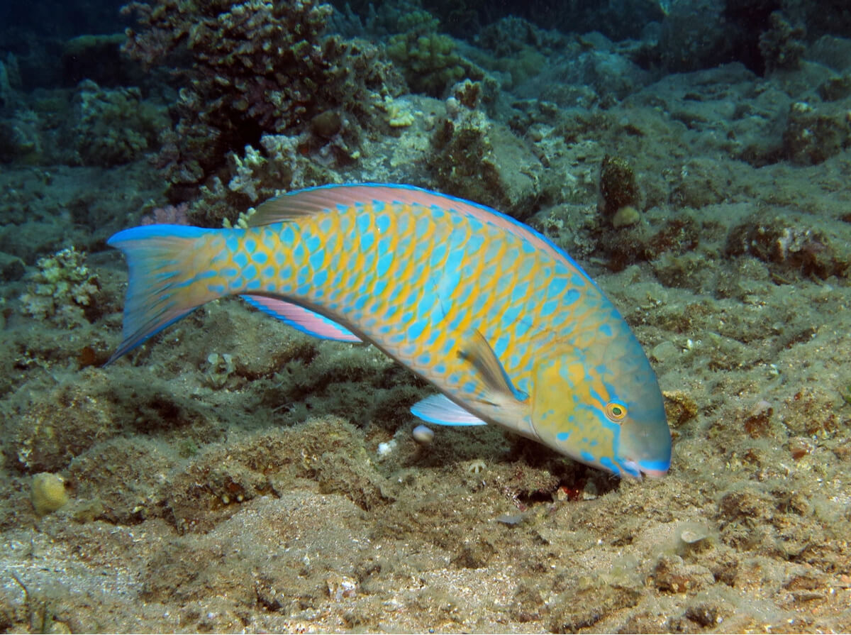 Uno de los peces raros del mundo es el pez loro.