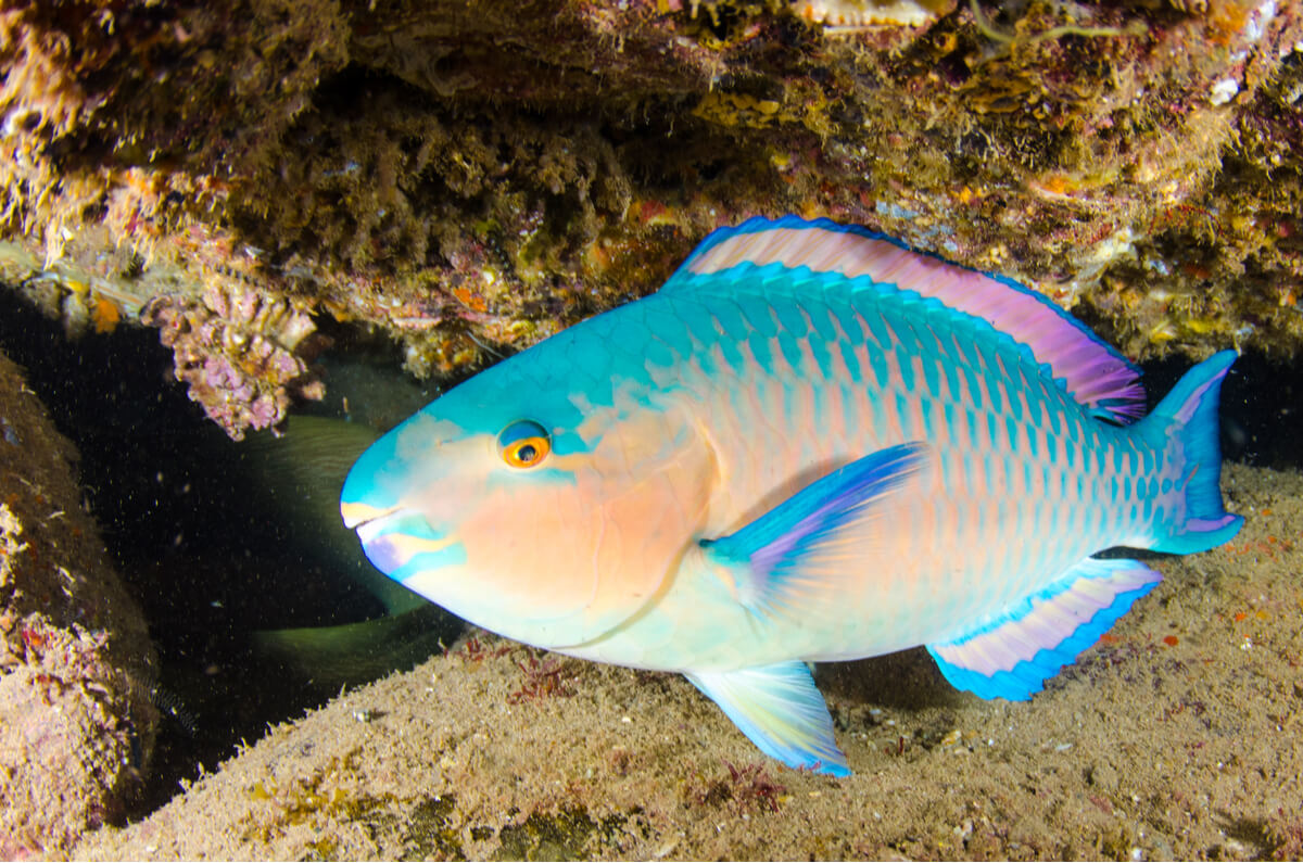 A parrot fish in the sea