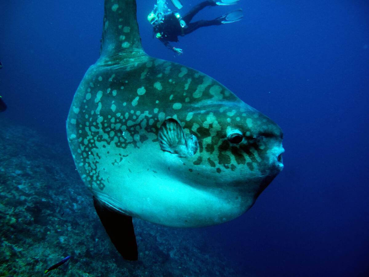 Uno de los peces en peligro de extinción.