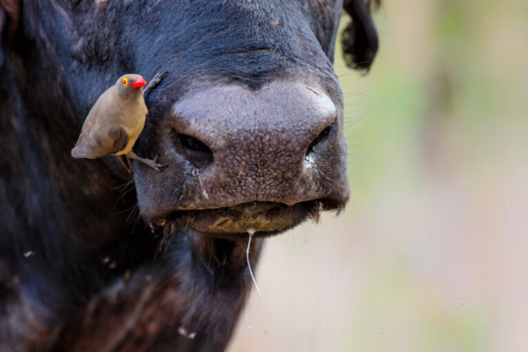 5 animales vampiro que no conocías
