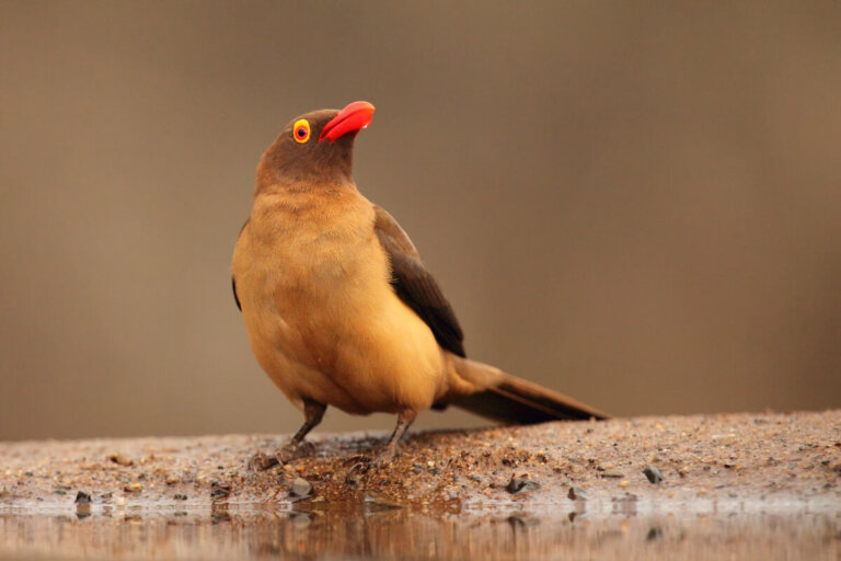 El picabueyes piquigualdo: características y alimentación