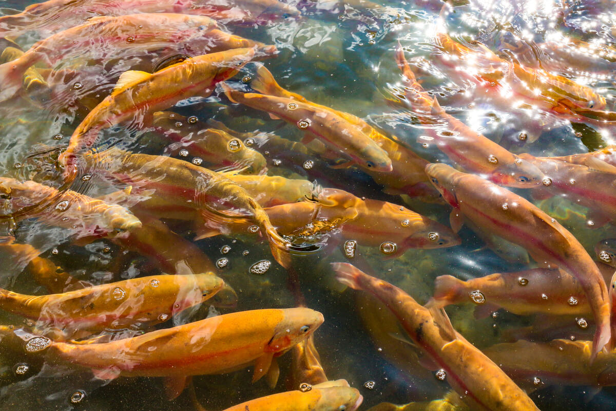 Una piscifactoría de salmones.