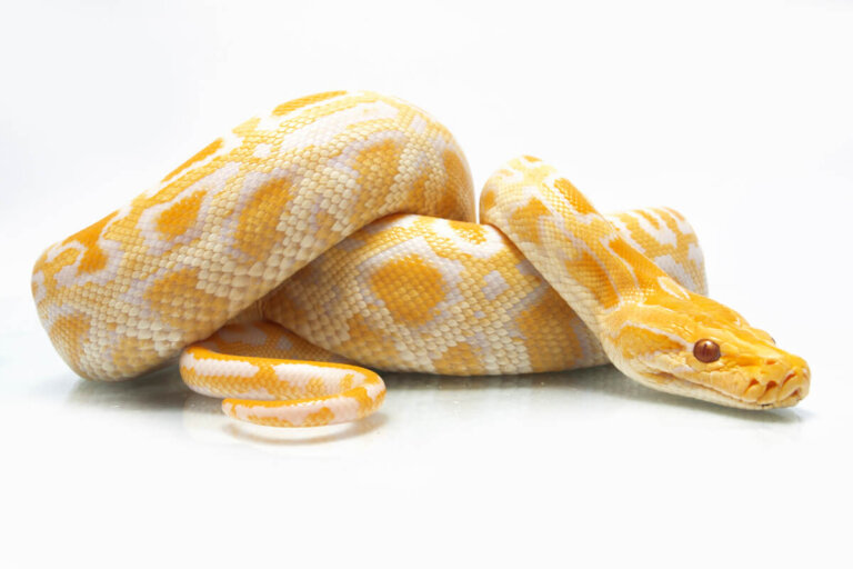 Amebiasis en reptiles: causas, síntomas y tratamiento
