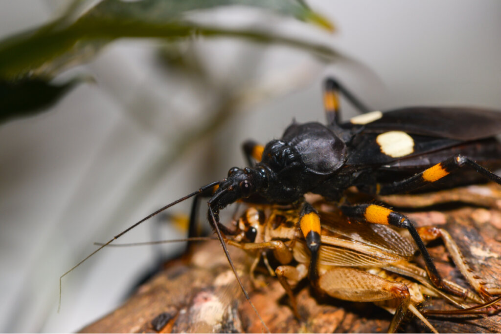 Chinche asesino (Platymeris biguttatus): cuidados en cautiverio