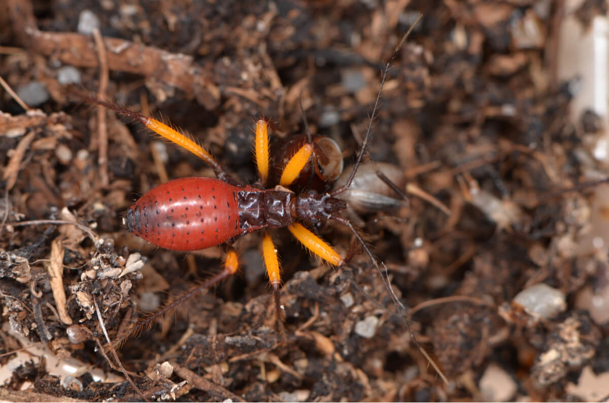 Una cría de Platymeris biguttatus.
