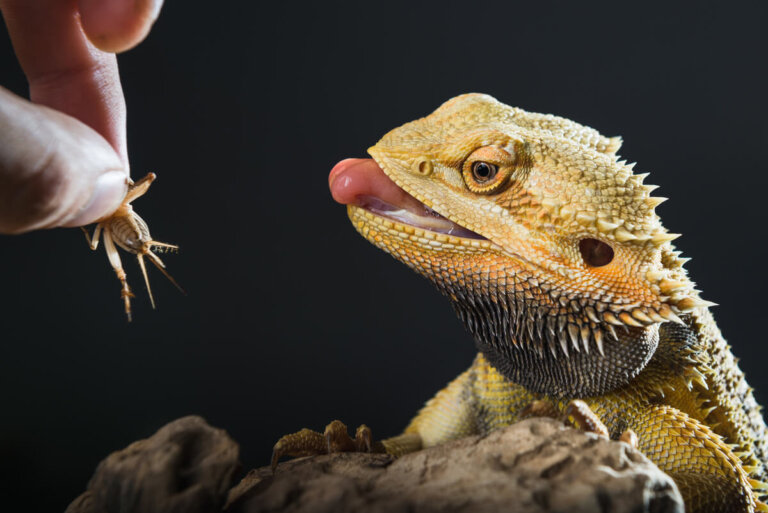 Impactación fecal en reptiles: síntomas y tratamientos