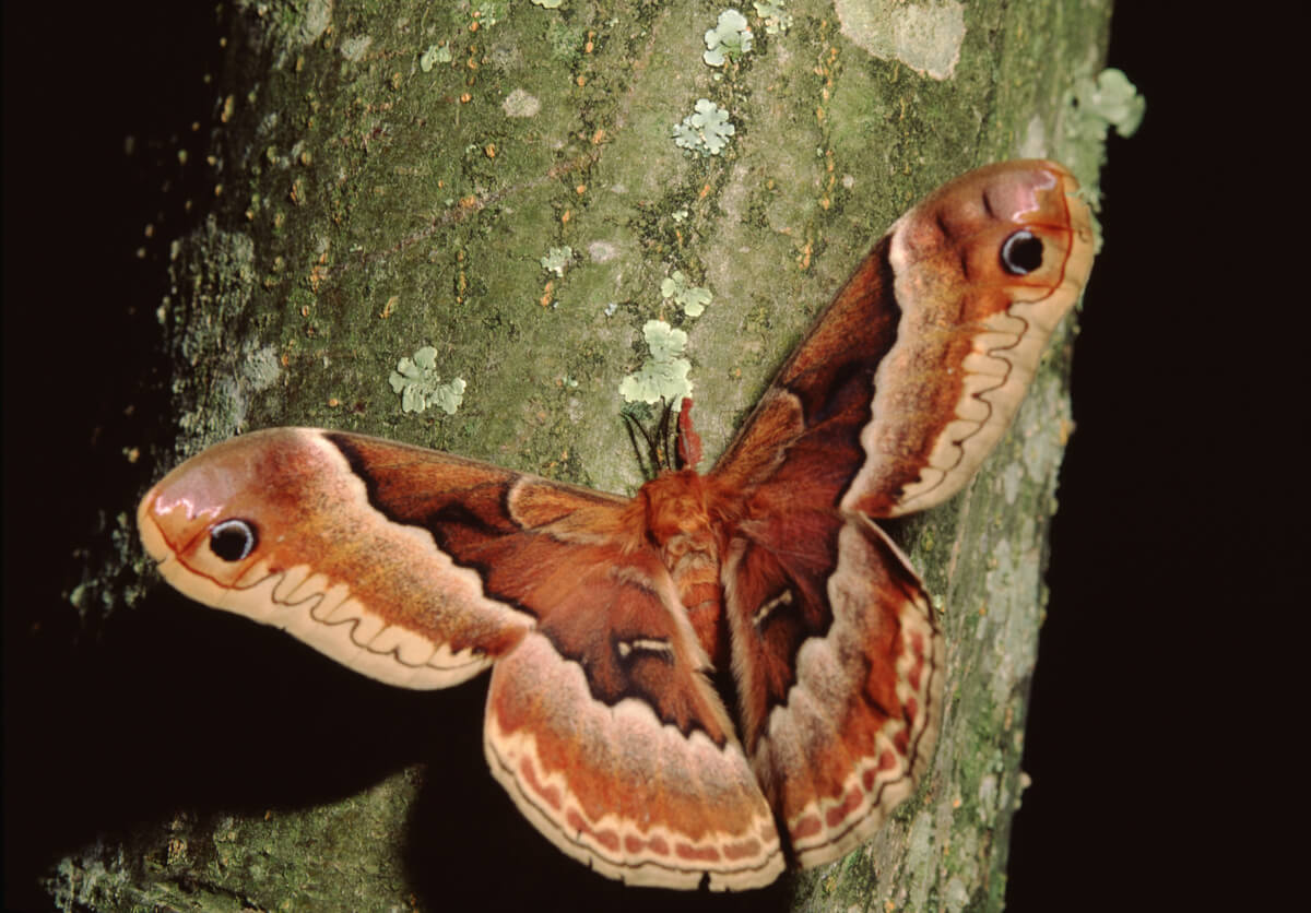 Uma mariposa Promethean.